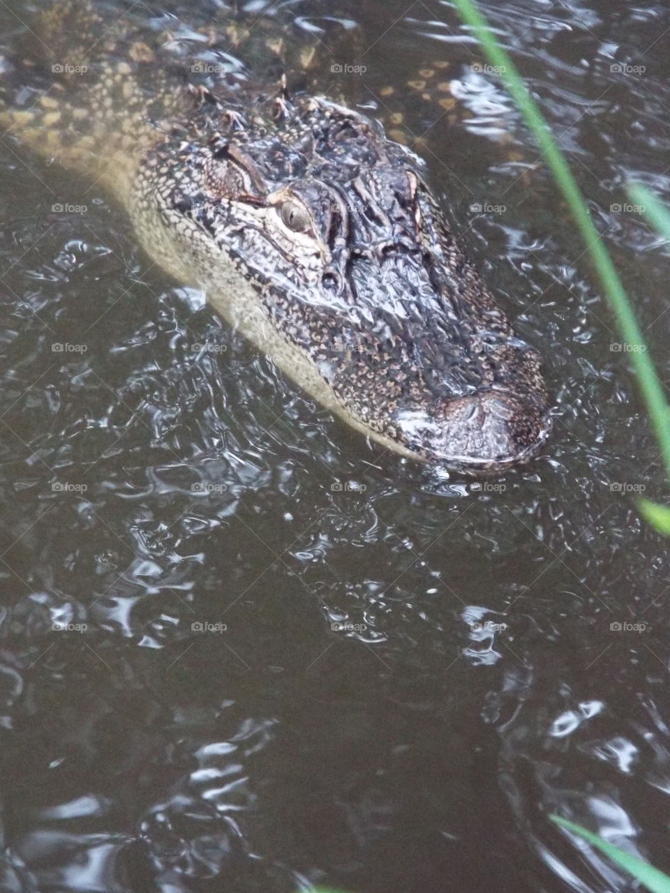 Alligator, Crocodile, Water, River, Nature