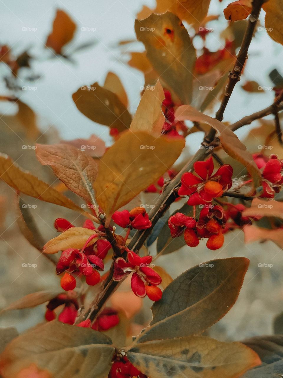 Euonymus bush branch with berries close up