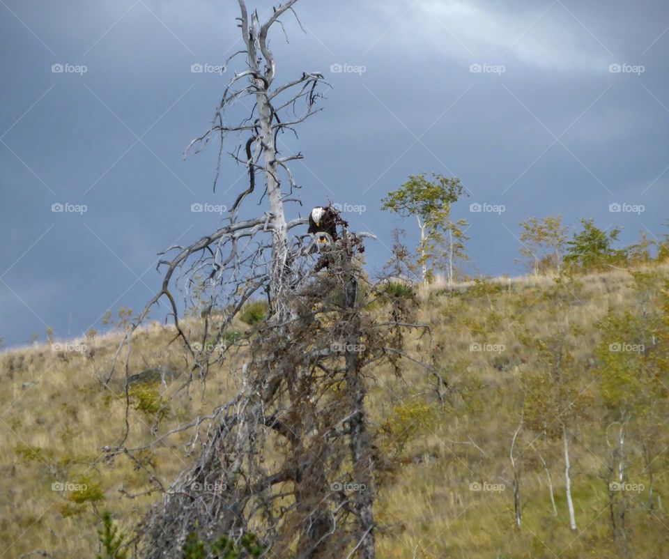 Bald eagle eating salmon, Chilko