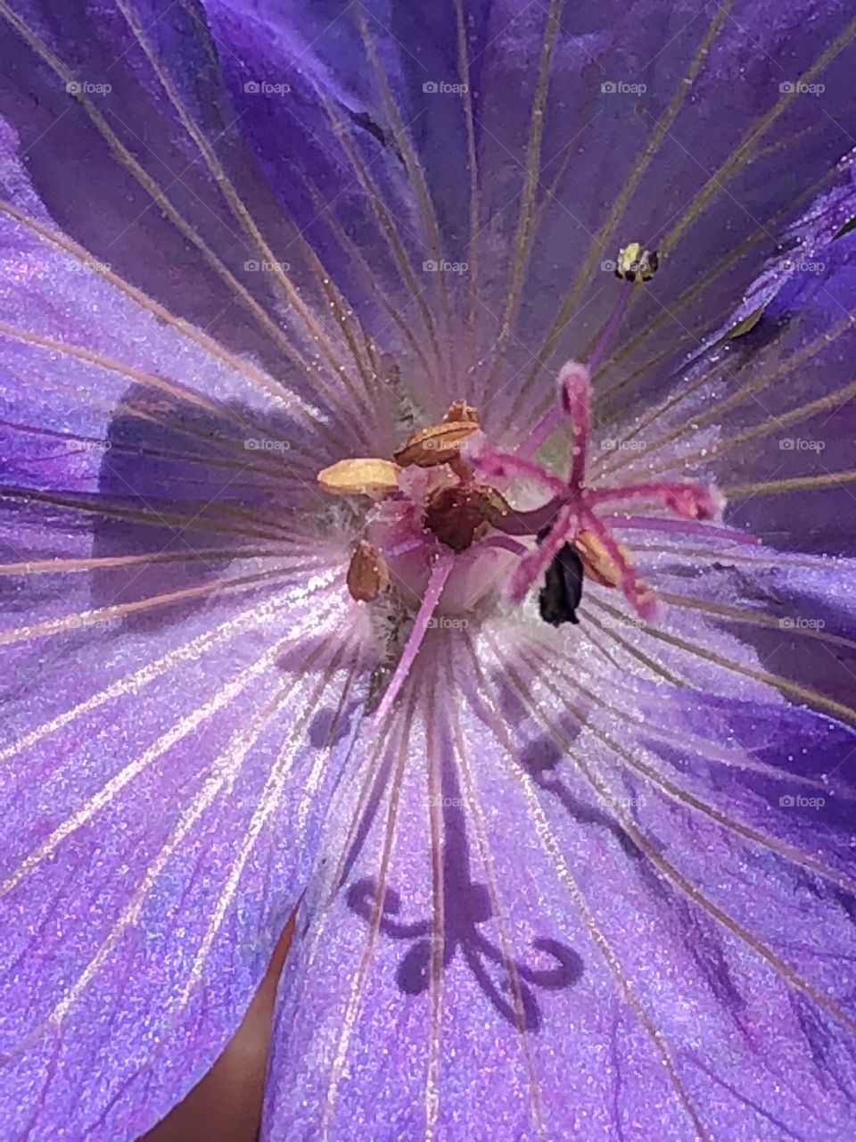Macro photography- inside purple flower - pollen