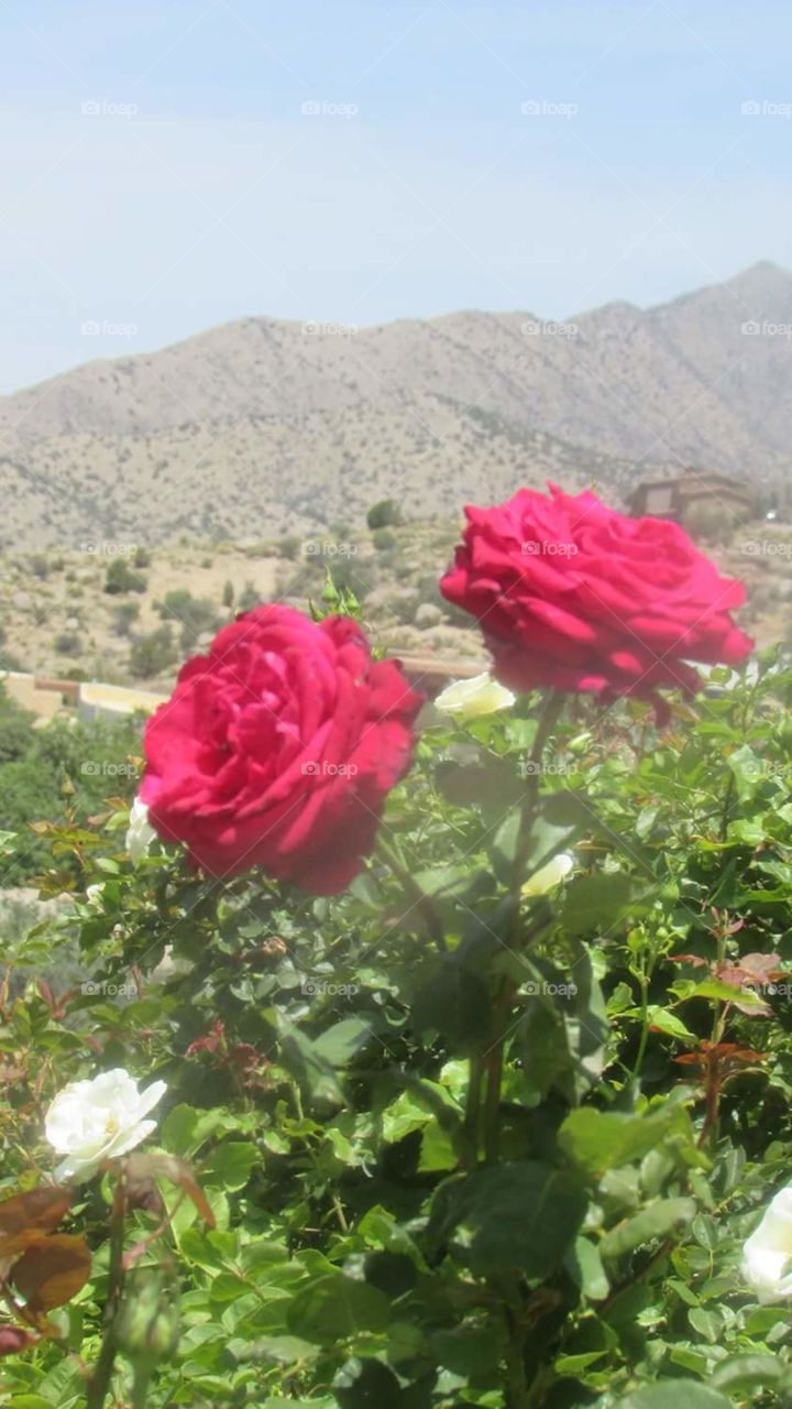 roses over lookout