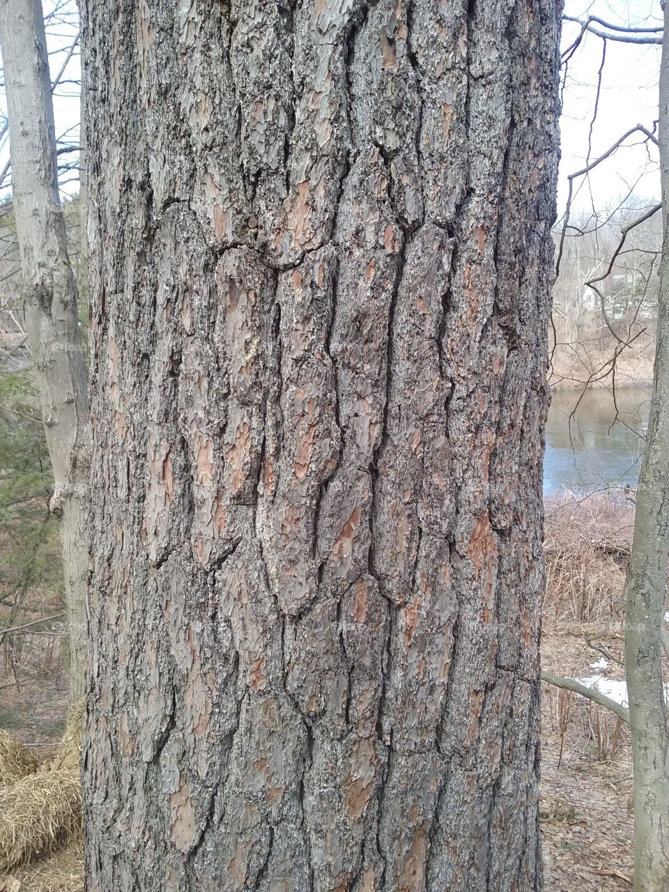 tree bark