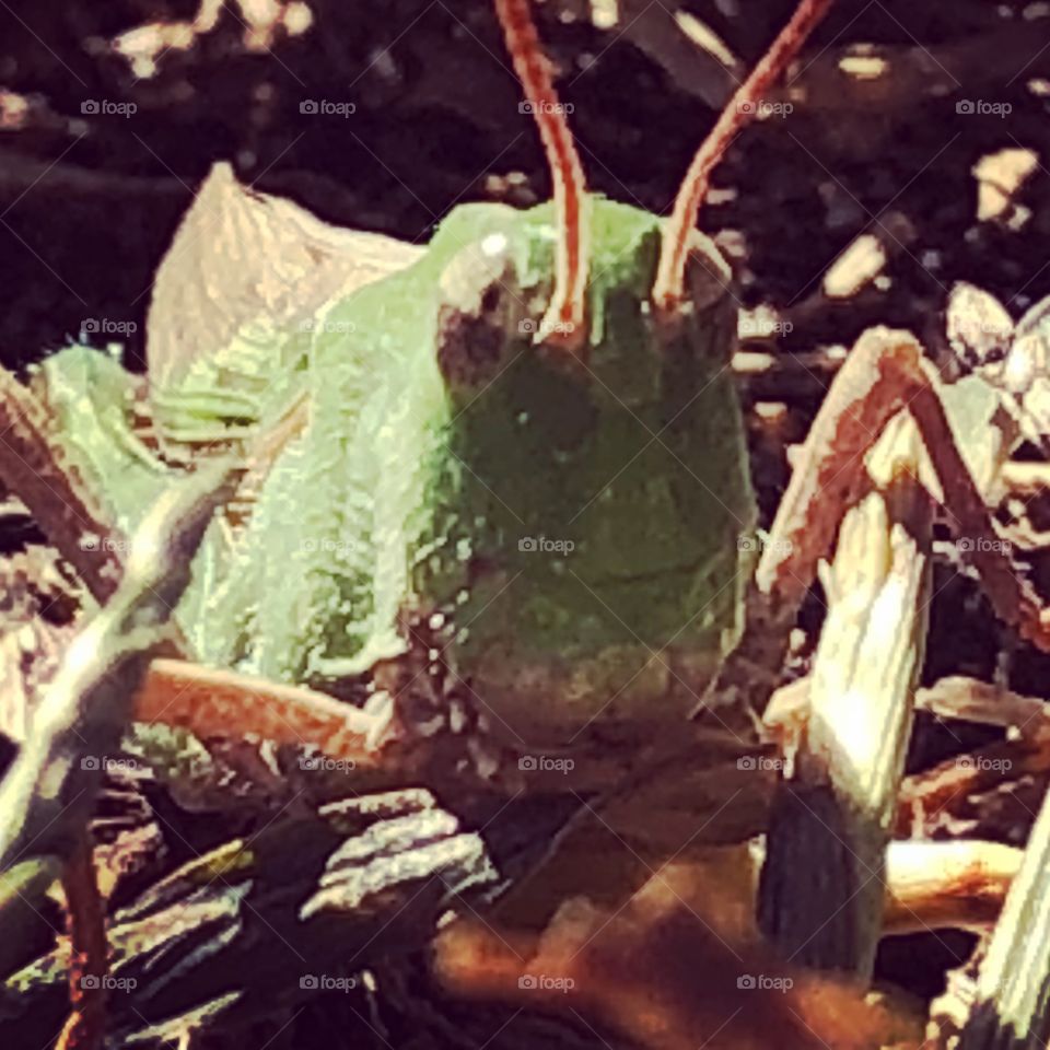 Grasshopper looking at you 