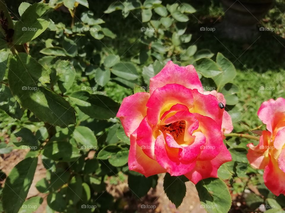 One thing you always  go crazy about #flowers