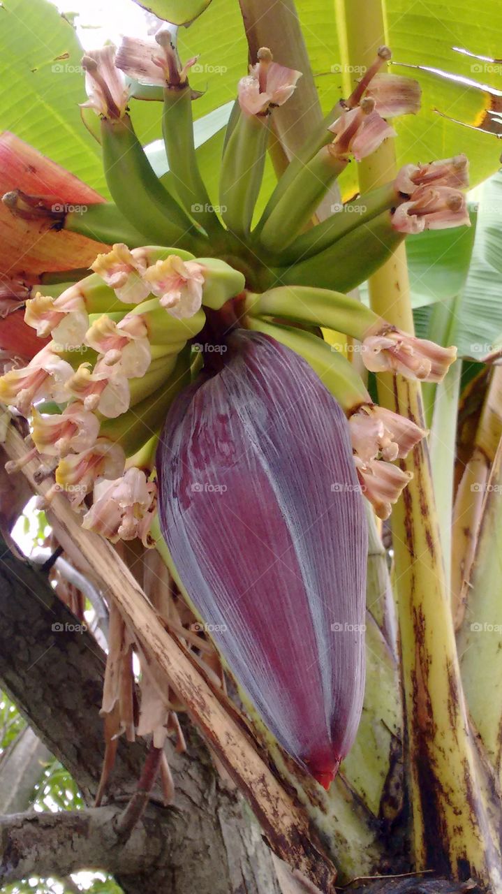 cacho de banana na floração flora brasileira