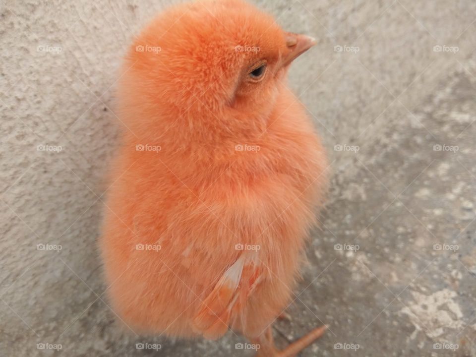 Close-up of chick