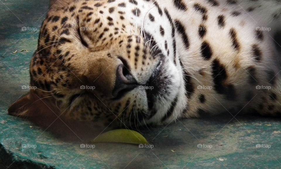 Chilling leopard at safari world