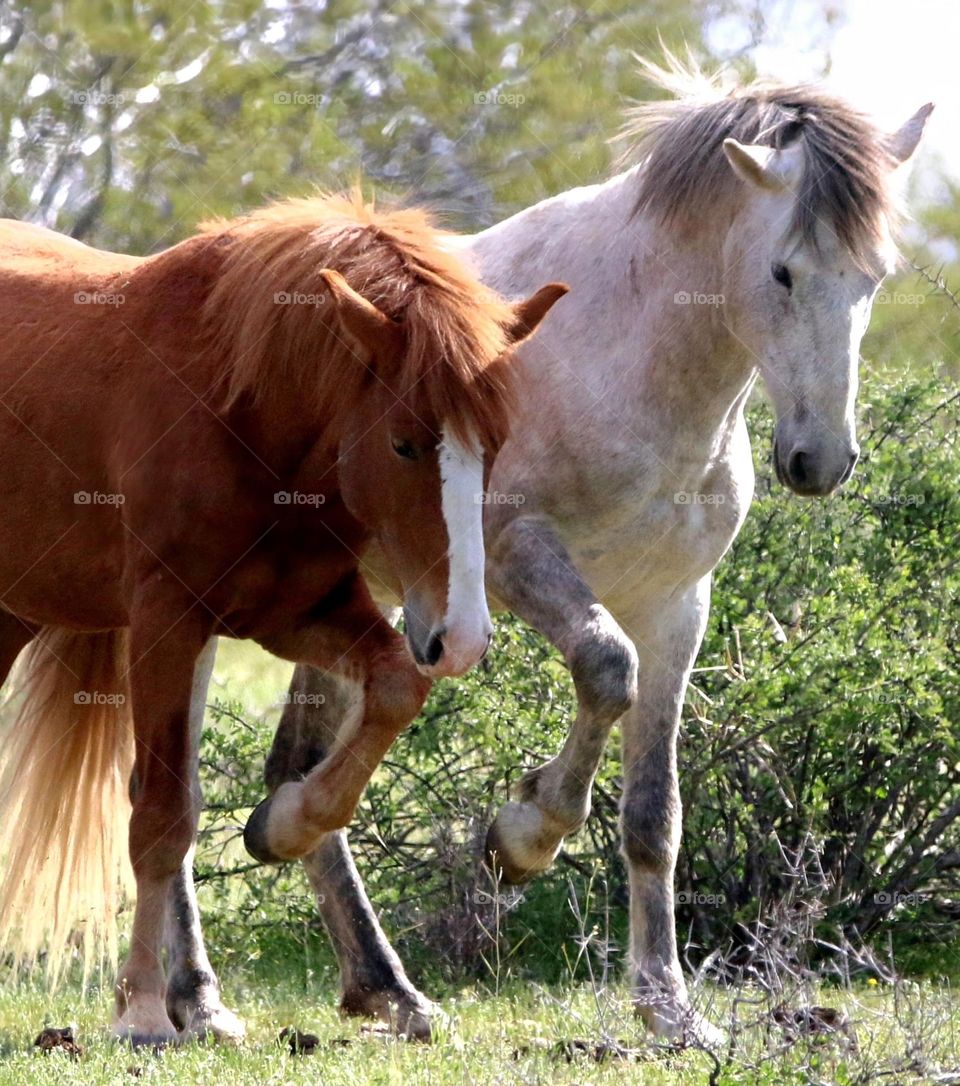Two Wild Stallions Stomping Feet