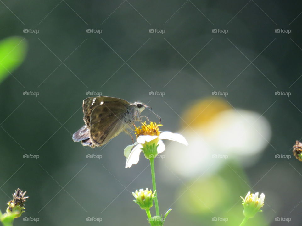 duskywing