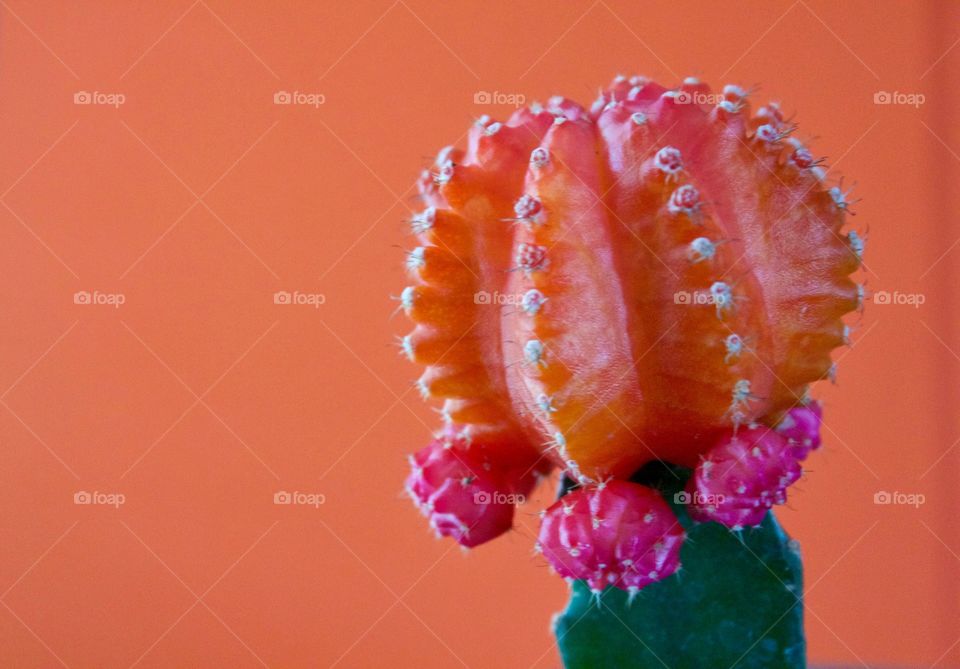 Orange Color Story - ruby ball cactus closeup