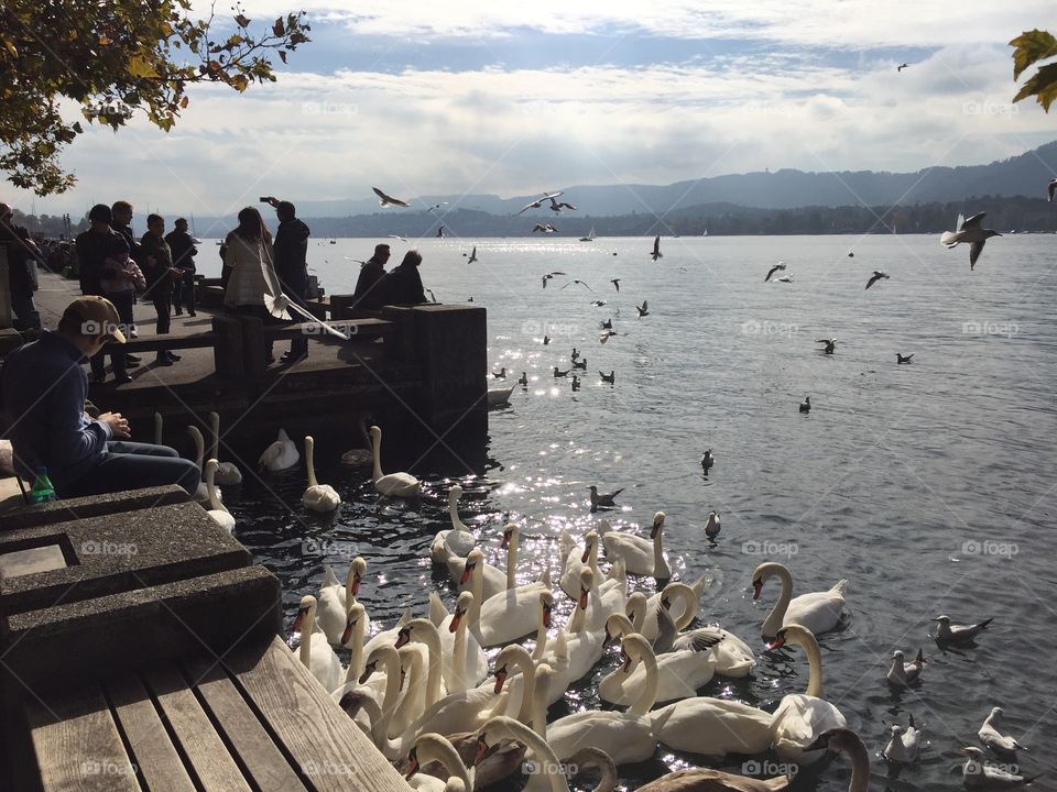 Swan meeting at Lake Zurich in Zürich, the beautiful Swiss city. 