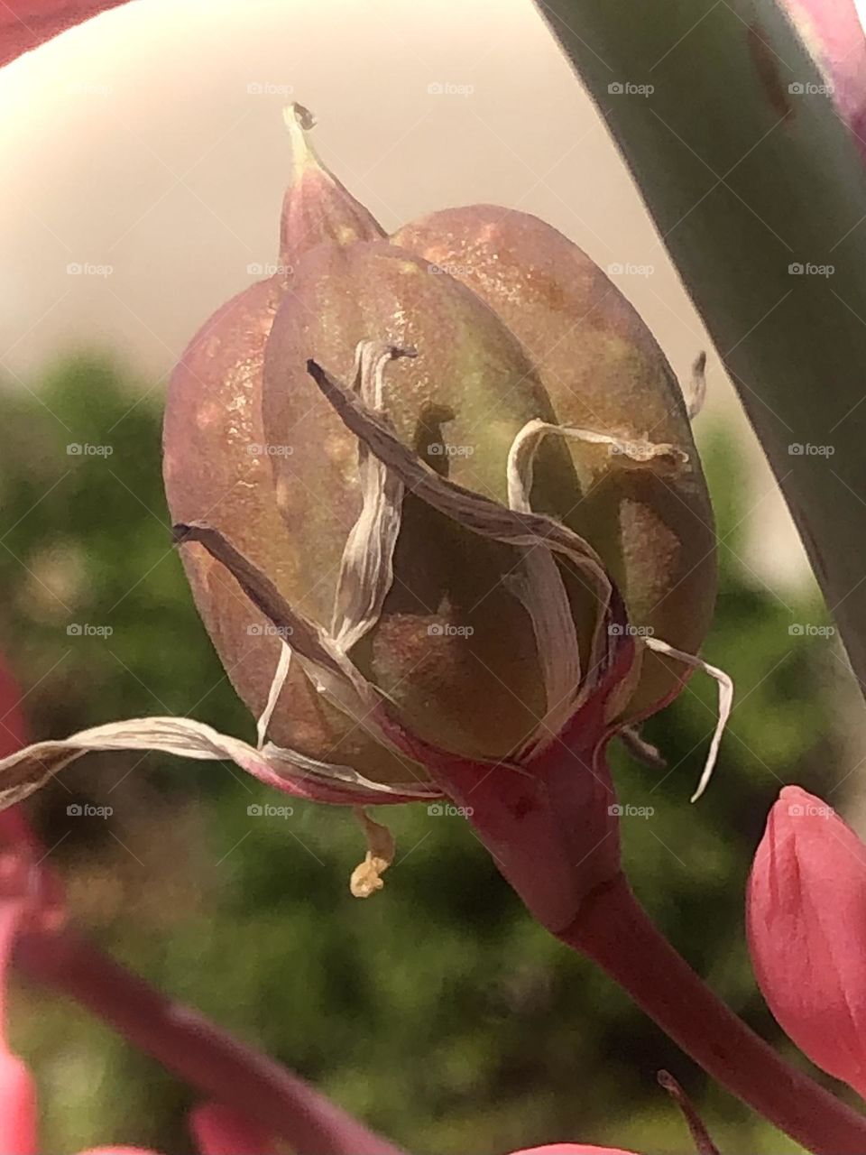 Closeup of a beautiful bud ready to bloom in the arid air of Texas- don’t know what is but it will be pink! 💗