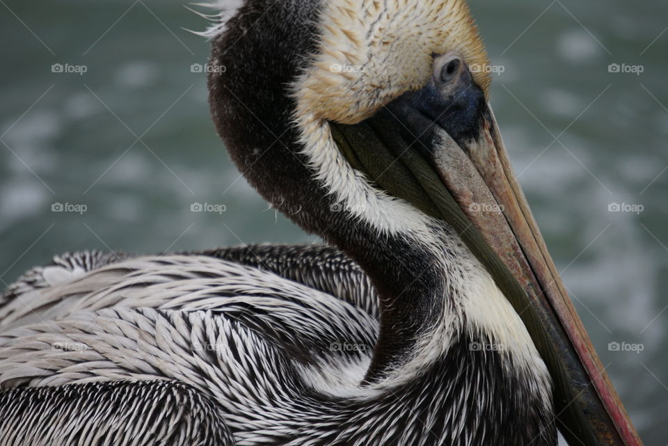 Brown pelican. Port Aransas jetty native.