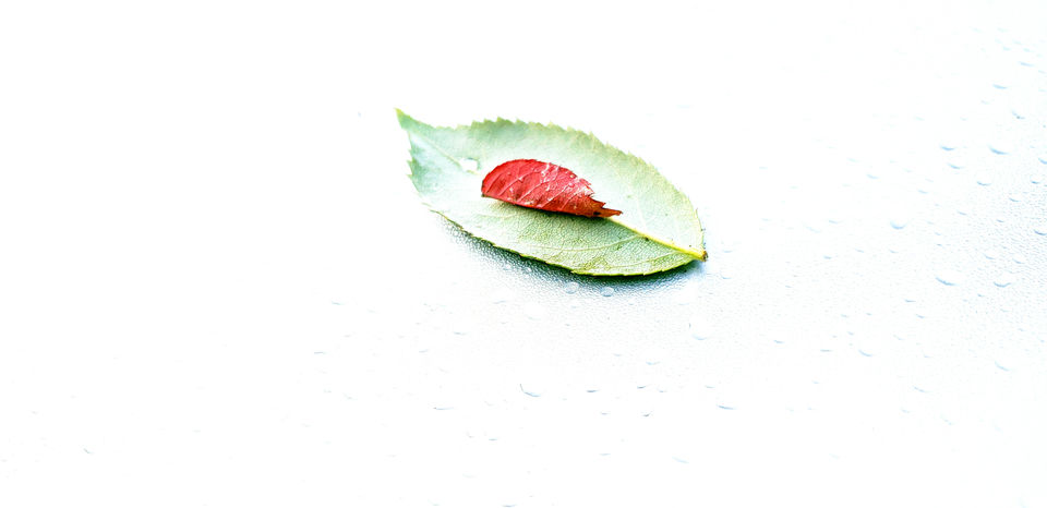 Leaves strategically placed to show contrast between the vibrant green and the ruby red.