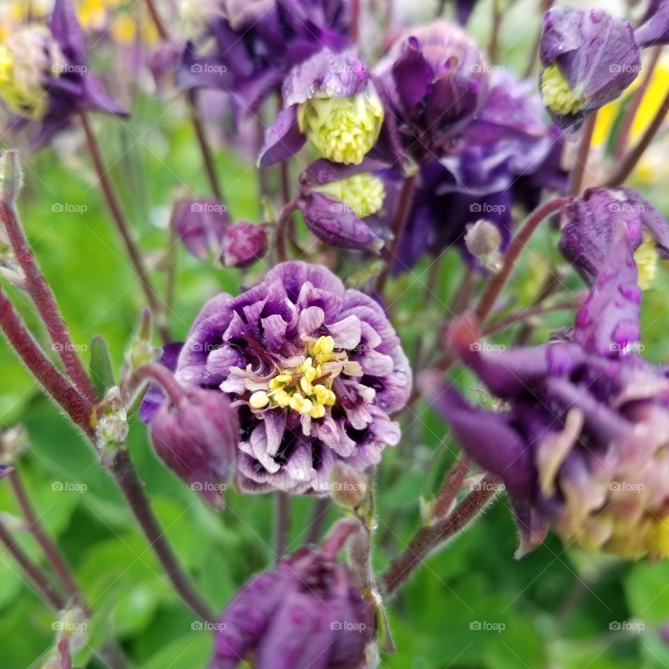 dried purple flower