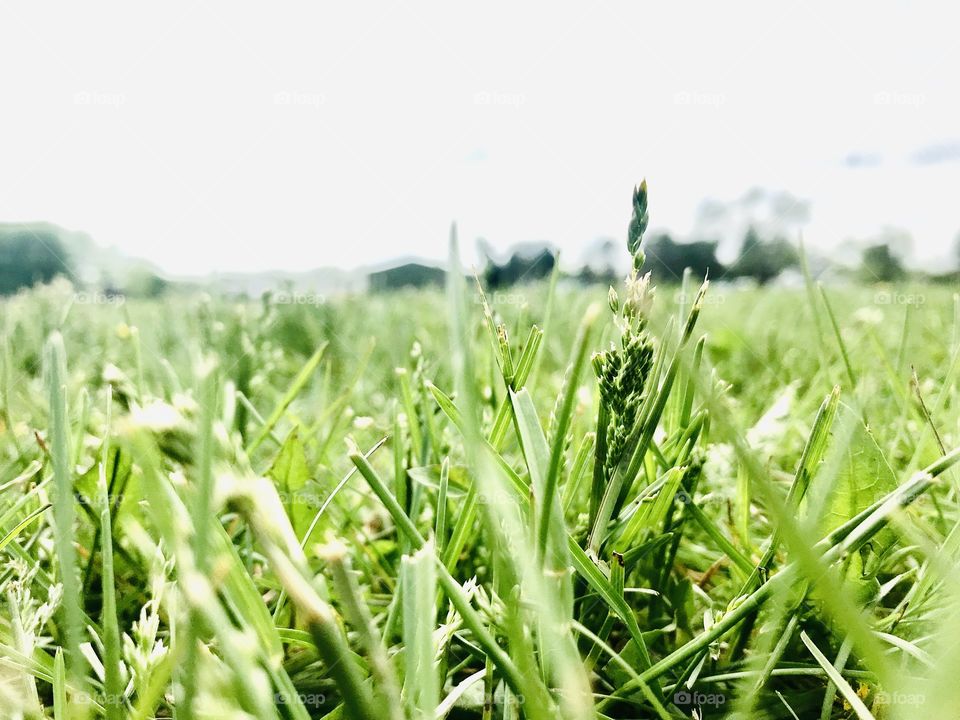 Beautiful close up of green blades of grass on soccer field with stark white cloudy sky! 