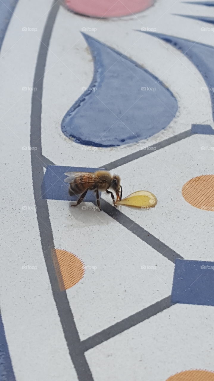 Feeding my neighborhood bees