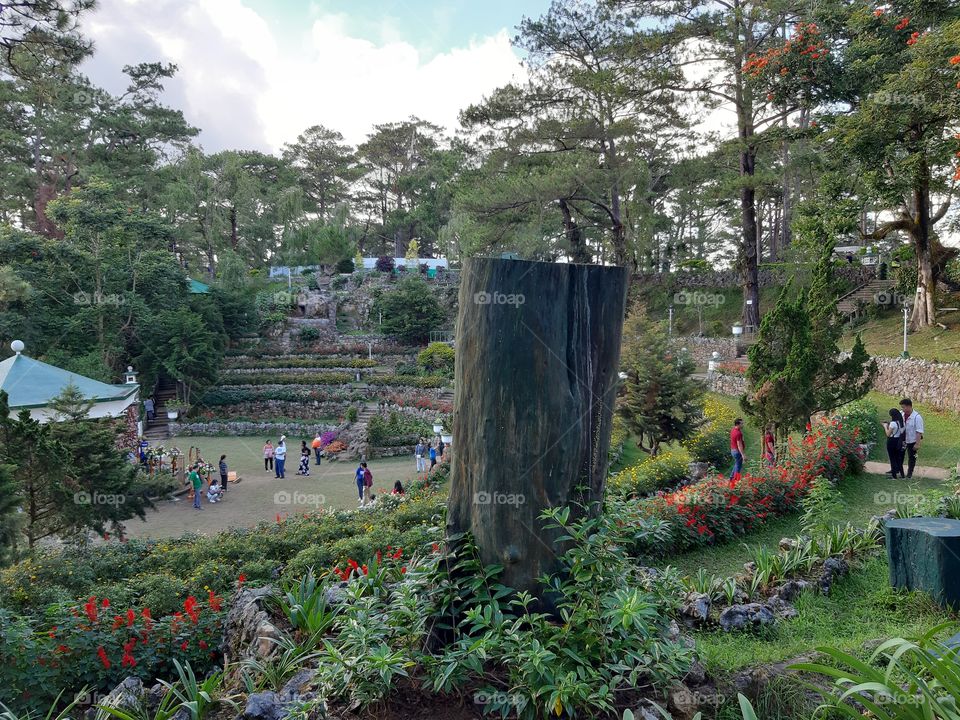Tree, Garden, No Person, Flower, Landscape