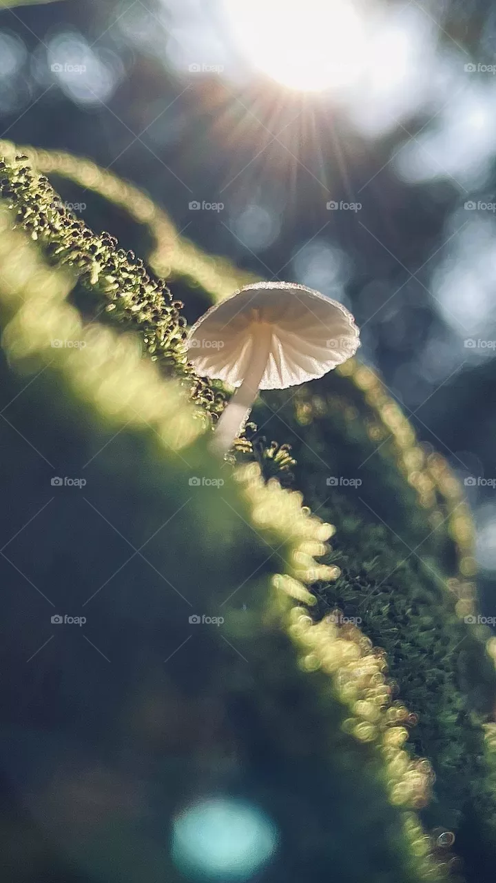Fungus