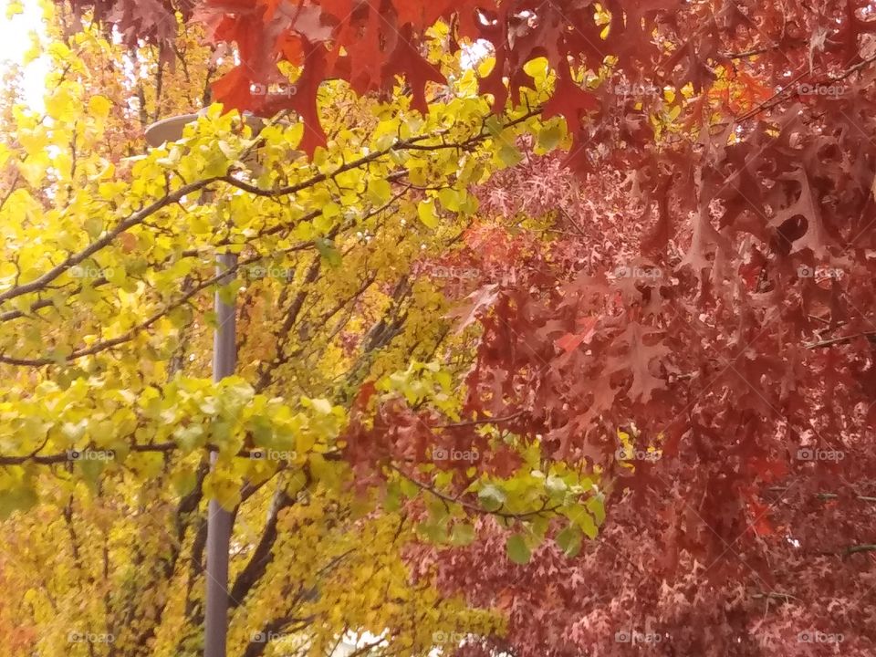 Autumn contrast