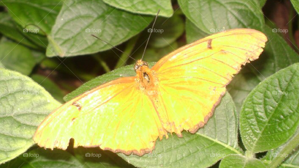 Julia Heliconian Butterfly. Beautiful golden yellow butterfly