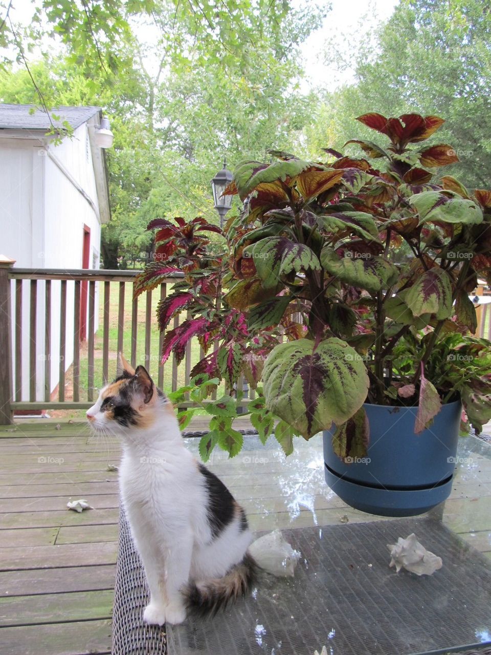 Cat kitten flowers