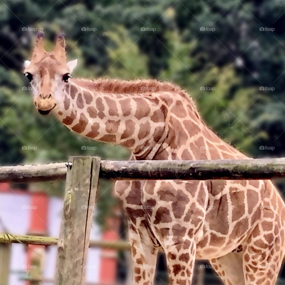 Cute giraffe 