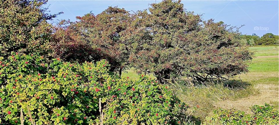 This lush green landscape unfolds before our eyes beneath a bright blue sky on the island “Hiddensee” in the “Baltic Sea” or “Ostsee” in “Mecklenburg - Western Pomerania”, Germany. 2024. Hypnotic Productions