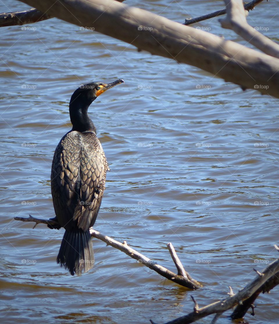 Cormorant portrait over water