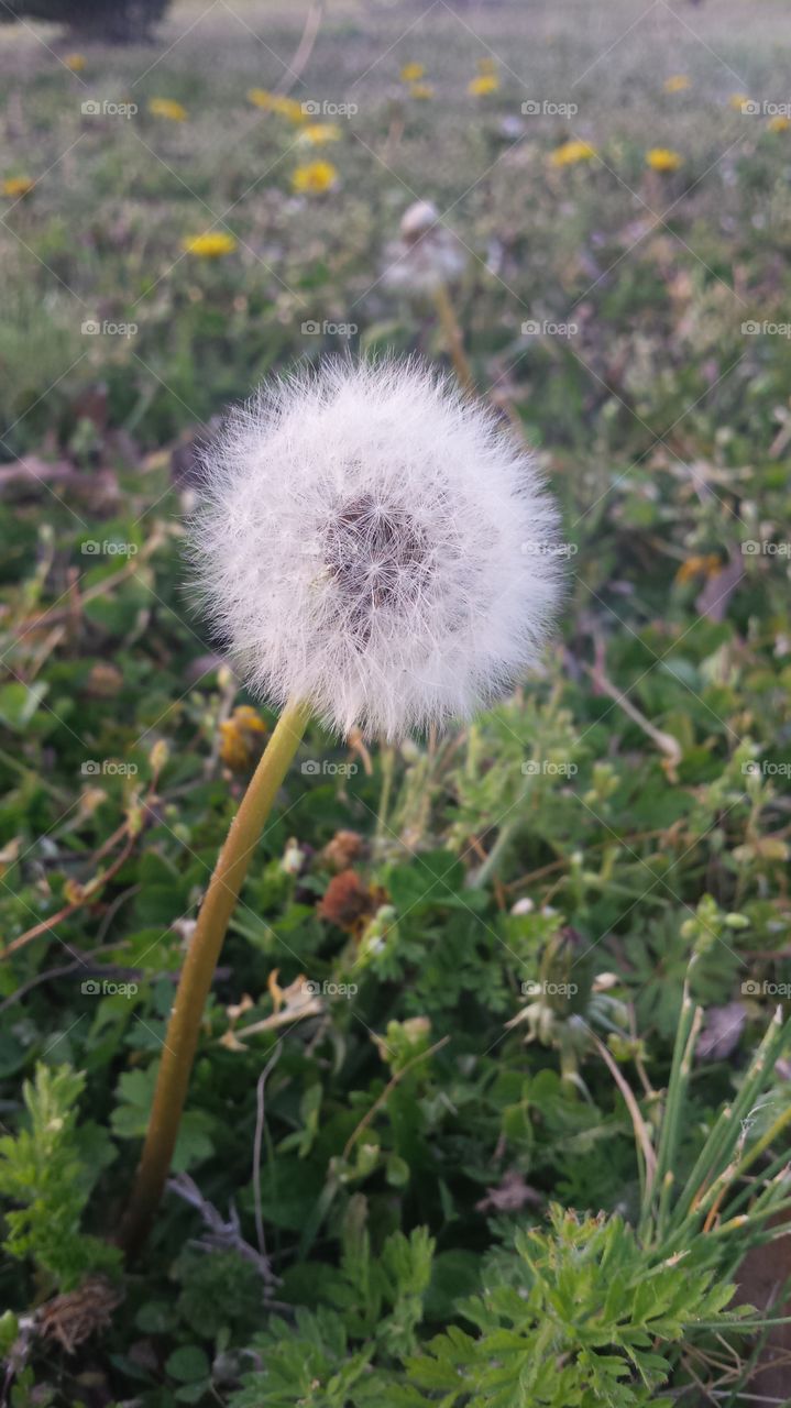 Let's make a wish