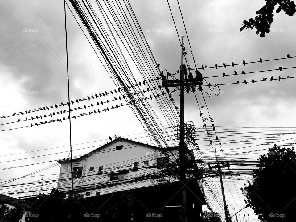 Black and white Birds and cables.