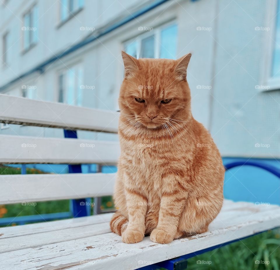 Outdoors cat portrait