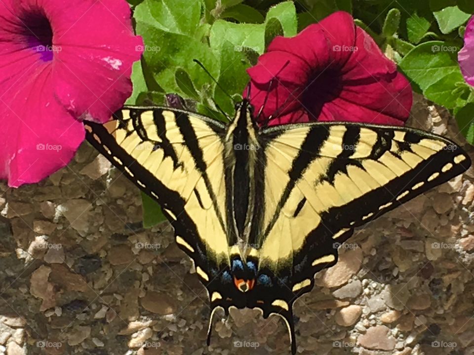 Beautiful colorful monarch butterfly. Beautiful wings.