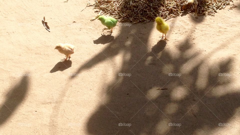 There are 4 birds which is available in 4 different colours but this 4 bird's mother is only 1 .That 4 hens of date of birth is same time & place .This 4 bird in one female and 3 mail . They are brothers and sisters . They are traveling in villages