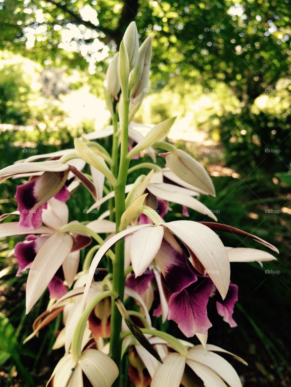 Tropical flower