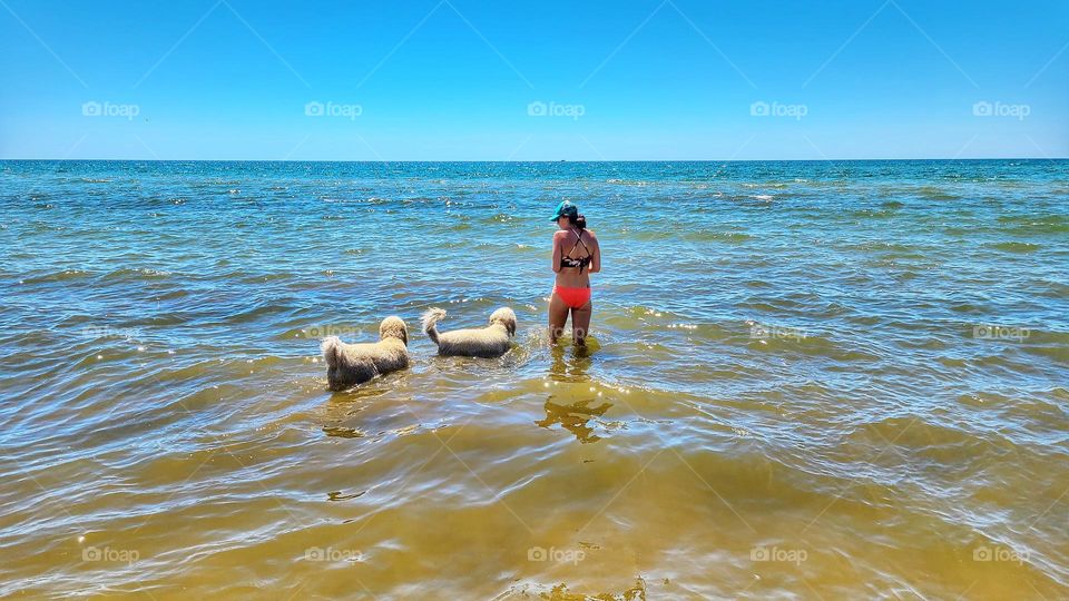 walking the dogs into the water