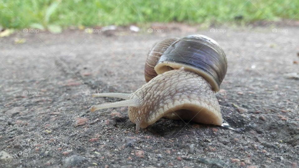 Snail on the walk