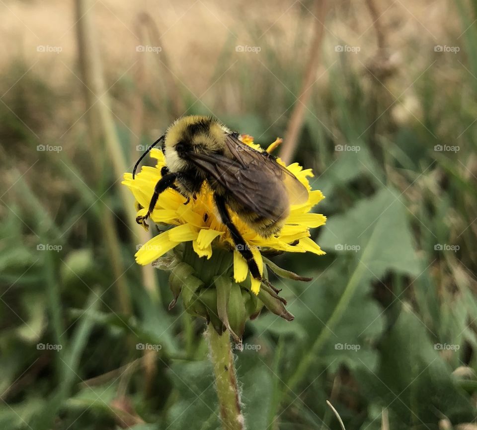 Bumble bee at work