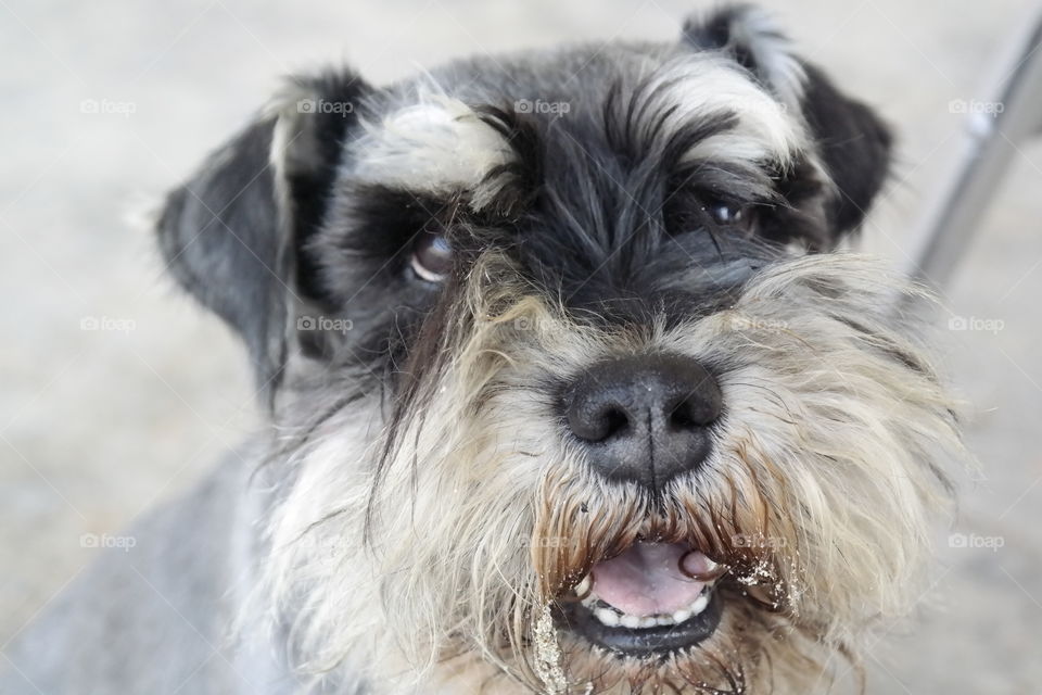 Schnauzer miniature 