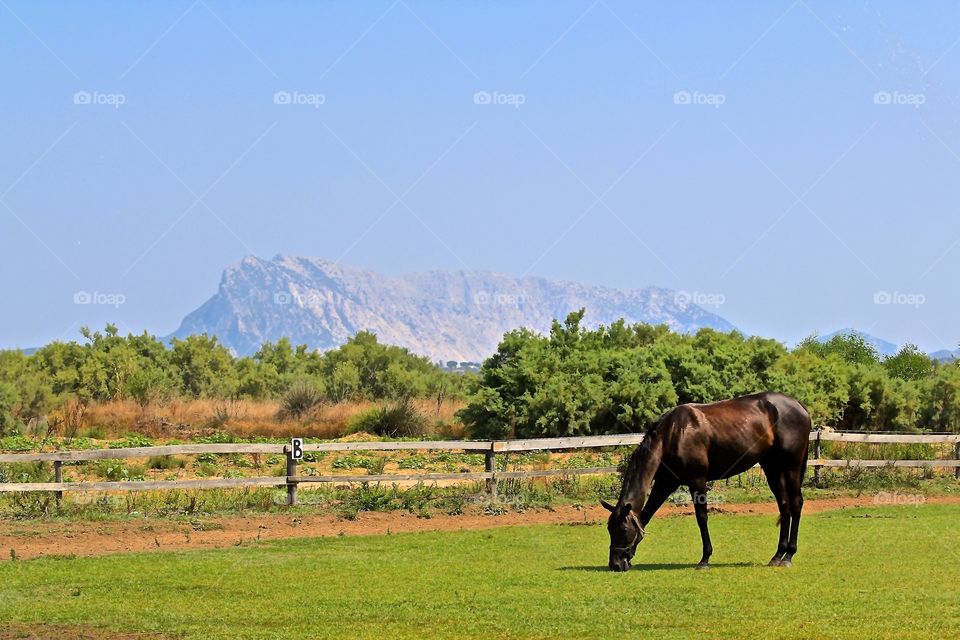 Horse grazing on grass