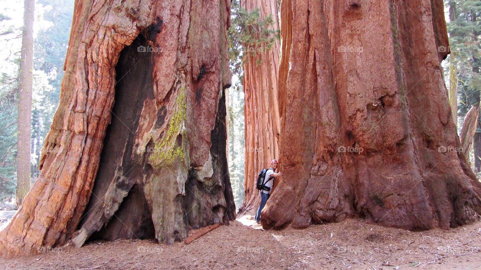 Hugging Sequoia tree