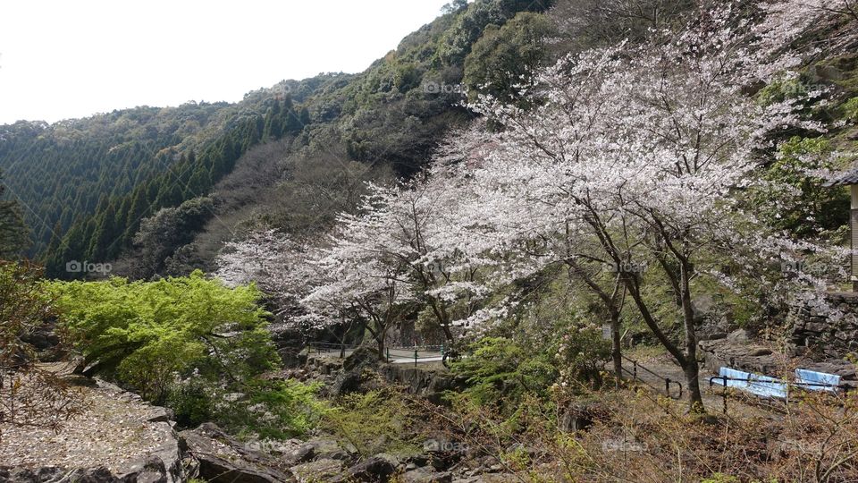 cherry blossoms “sakura”