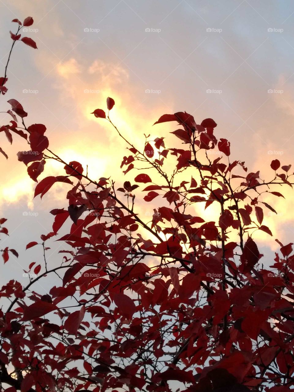 Another fiery sunset backlights a vibrant red bush in such a way that the branches appear to be on fire without being consumed! This photo follows the last as the sky glows ever brighter, making the branch appear even more aflame!