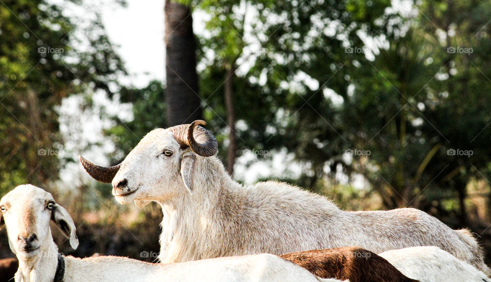 Bishop of the dynasty