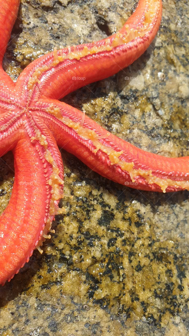 starfish