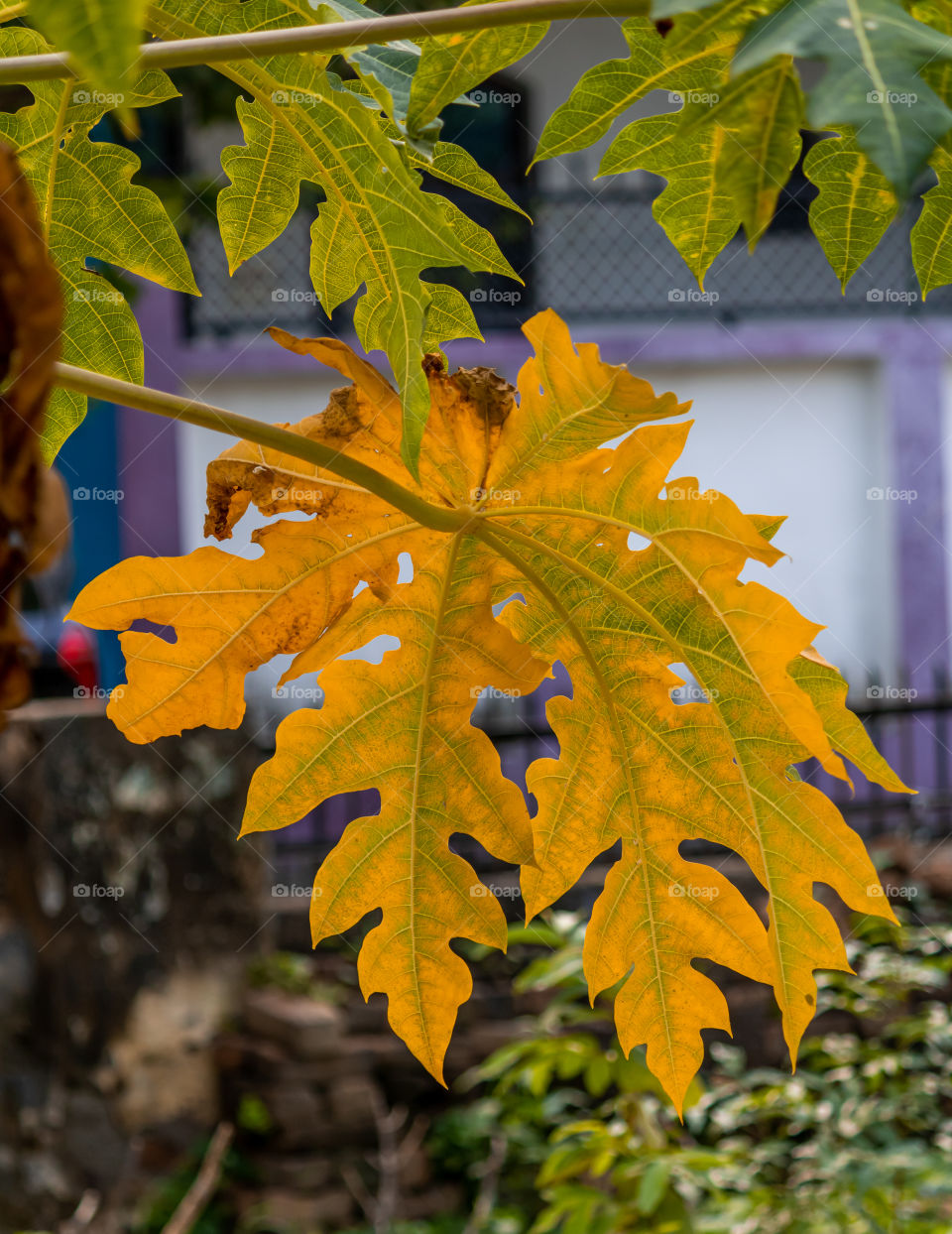 leaves turning to orange which reminds me of Autumn