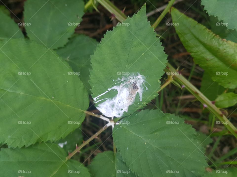 Bird droppings often have a green or brown color, mixed with a white dollop. That white is a kind of urine. Here you see bird droppings on a green leaf.