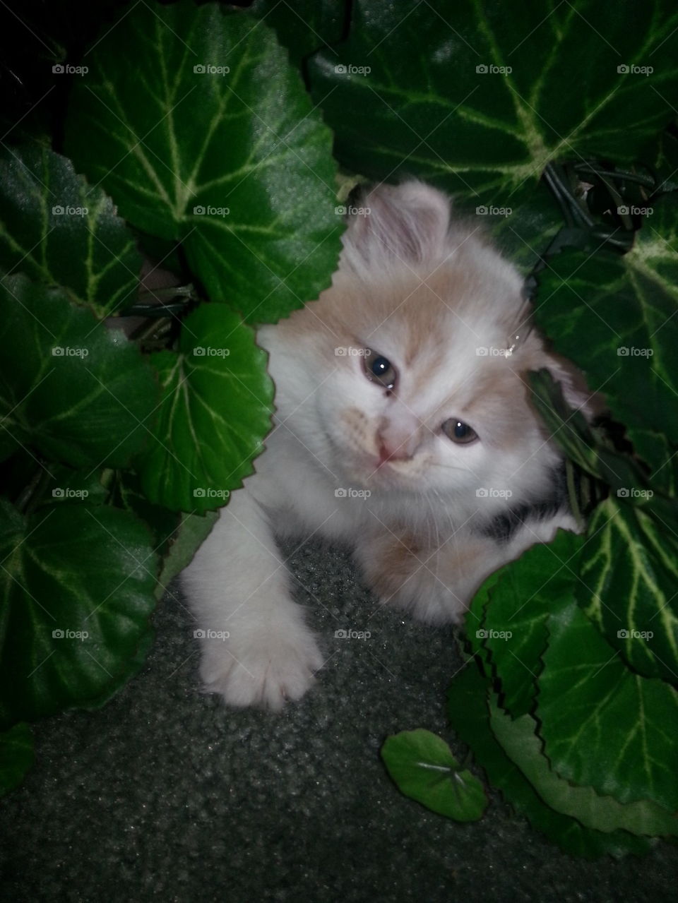 kitty "olaf" in the plant
