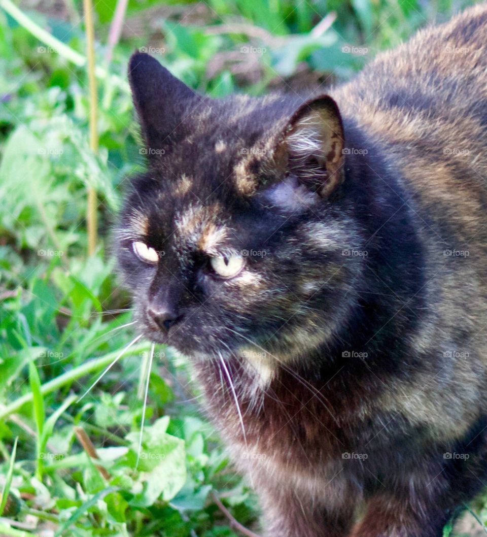 Tortoise Shell Cat Closeup closeup of a cat standing in the grass on a sunny day