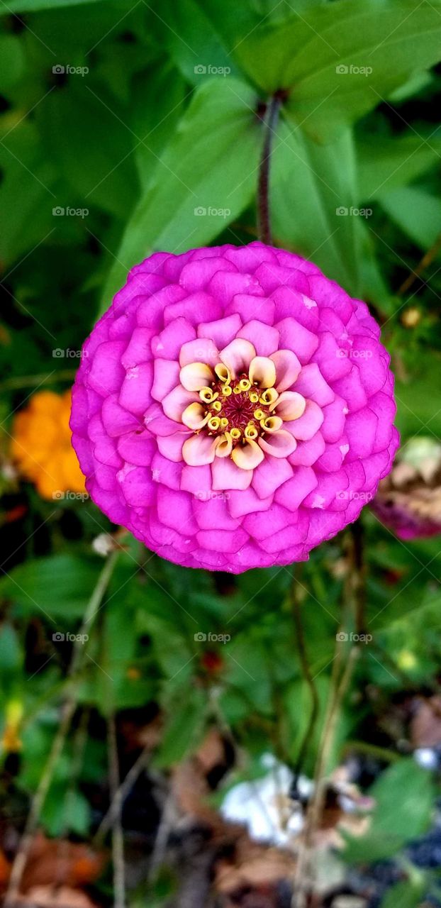 Intricate flower in full bloom
